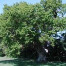 A l’écoute du GRAND CHENE et de la Nature