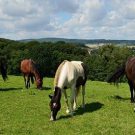 Les Cristaux pour les Animaux