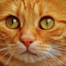 Consultations pour les Animaux et leurs Gardiens